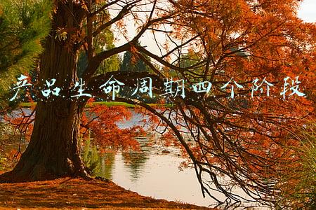 产品生命周期四个阶段