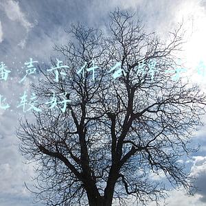 直播声卡什么牌子的音质比较好