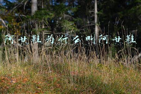 阿甘鞋为什么叫阿甘鞋