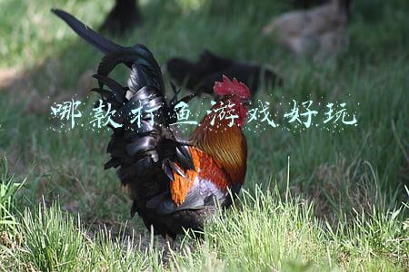 哪款打鱼游戏好玩