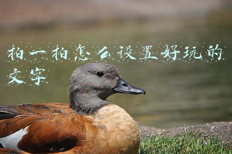 拍一拍怎么设置好玩的文字