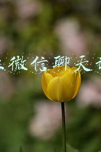 企业微信聊天记录