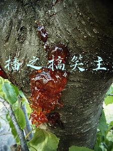 直播之搞笑主播