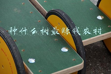 种什么树最赚钱农村