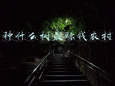 种什么树最赚钱农村山上(农村这5种树的果实价值珍贵，很多人不知道，一起来了解一下)