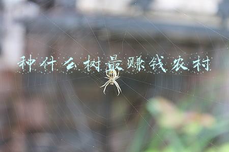 种什么树最赚钱农村