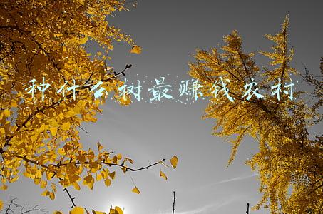 种什么树最赚钱农村