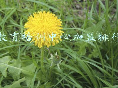 教育培训中心加盟排行