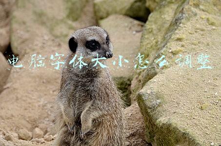 电脑字体大小怎么调整