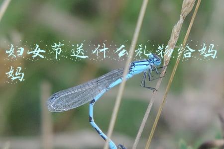 妇女节送什么礼物给妈妈