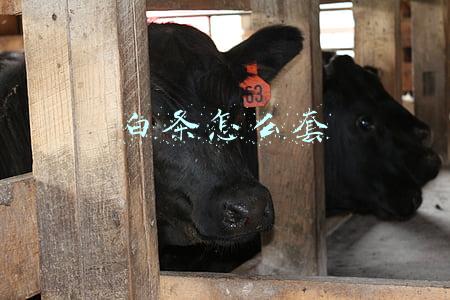 白条怎么套