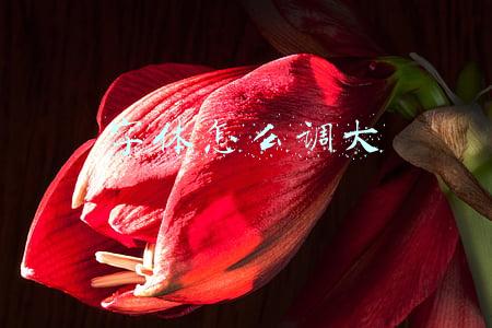 字体怎么调大