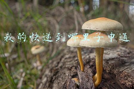 我的快递到哪里了申通