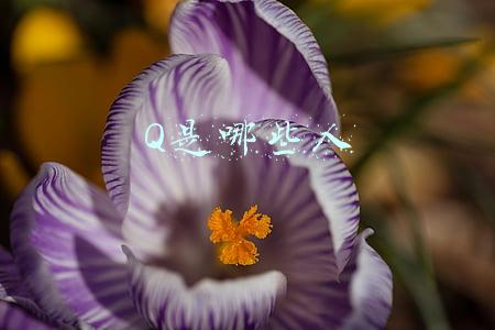 Q是哪些人
