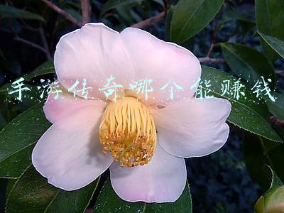 手游传奇哪个能赚钱