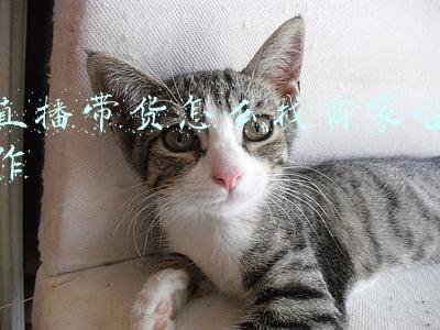 直播带货怎么找商家合作