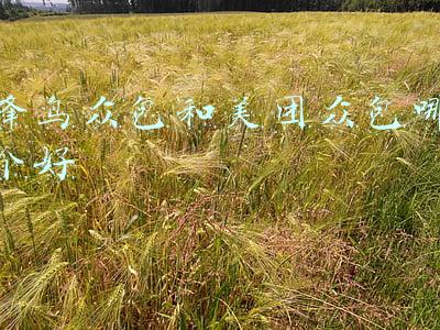 蜂鸟众包和美团众包哪个好一点(现在跑美团众包更好些，还是跑蜂鸟更好些呢？)