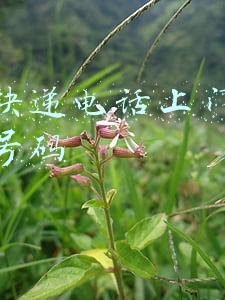 昆明盘龙区顺丰快递电话上门取件电话号码(以案为鉴｜迷失方向，她成了许可证交易“中间人”)