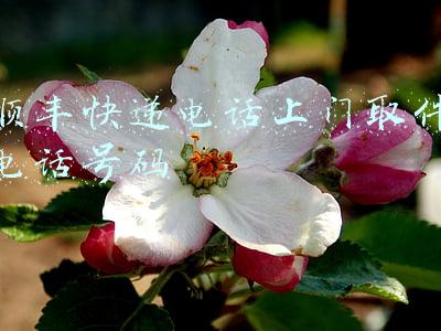 顺丰快递电话上门取件电话号码