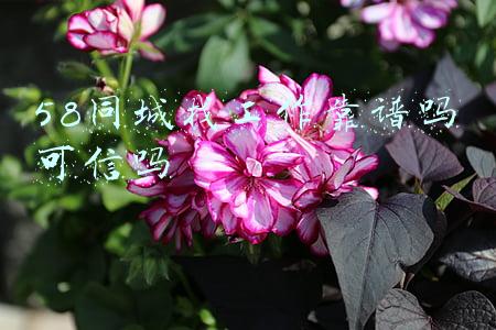 58同城找工作靠谱吗可信吗