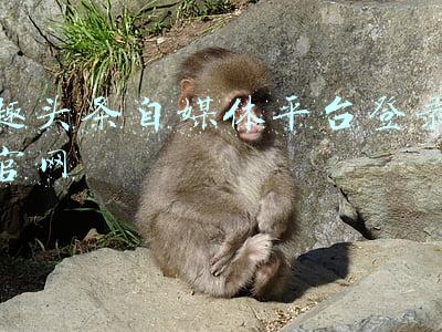 趣头条自媒体平台登录官网