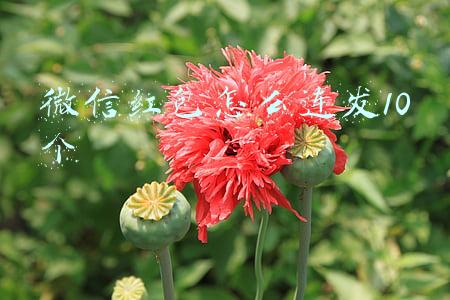 微信红包怎么连发10个