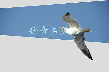 抖音二次元