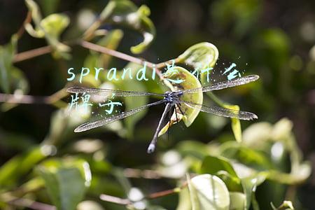 sprandi是什么牌子