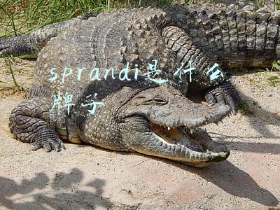 sprandi是什么牌子男款鞋子多少钱(加码国内运动休闲市场 安踏推出新品牌AntapluS)