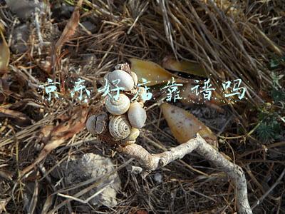 京东好店怎么样(京东入驻：京东好店标识是什么？认证标准是怎样？)