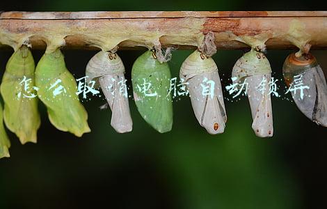 怎么取消电脑自动锁屏