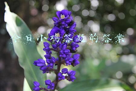 今日小鸡答题的答案是死棵复活(蚂蚁庄园2021年2月7日答案 支付宝小鸡庄园2.7今日答题最新)