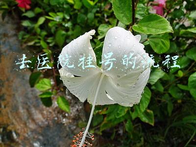 去医院挂号的流程