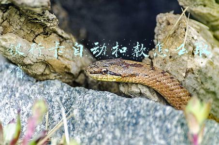 银行卡自动扣款怎么取消