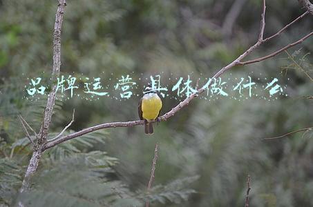 品牌运营具体做什么