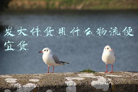 发大件货用什么物流便宜货 能上传单号(快看｜韵达快运上线“韵重货”，物流公司都看好大件运单)