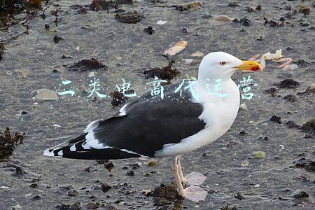 二类电商代运营