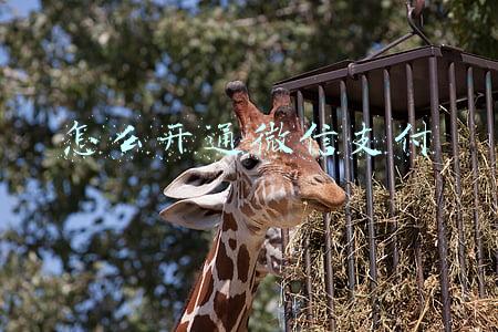 怎么开通微信支付微积分(宝龙商业联手微信推“支付即积分”：传统商业如何从日均10亿次交易、5000万商家中捕抓客户画像？)