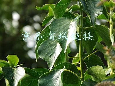 京东商城链接
