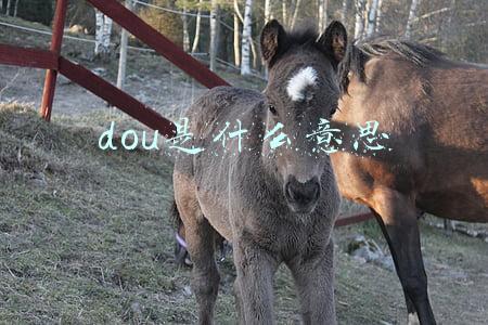 dou是什么意思