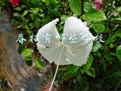 春招有哪些学校