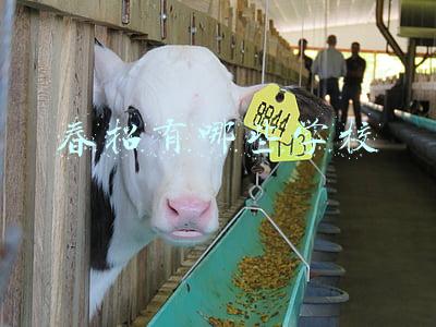 春招有哪些学校