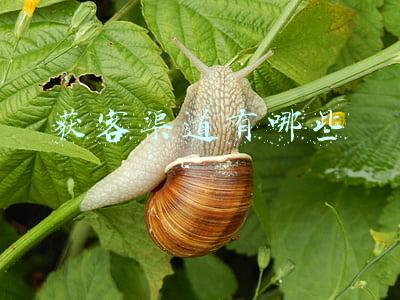 获客渠道有哪些技巧(当今获客的渠道有哪些呢)