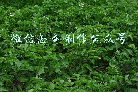 微信怎么制作公众号