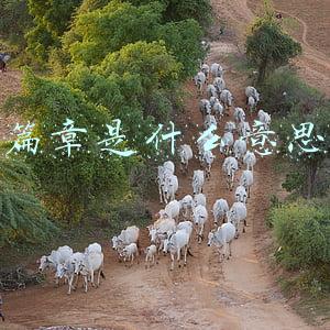 篇章是什么意思