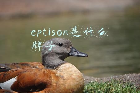 eptison是什么牌子
