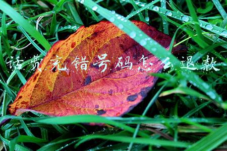 话费充错号码怎么退款