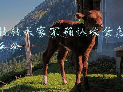 转转买家不确认收货怎么办还要退款(转转遭海淀市场监管局处罚 手机验机报告不实4遭投诉)