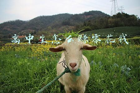 高中生怎么用手机赚零花钱(高中生手机管理)