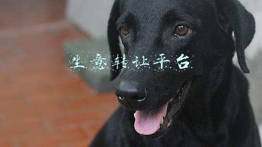 生意转让平台